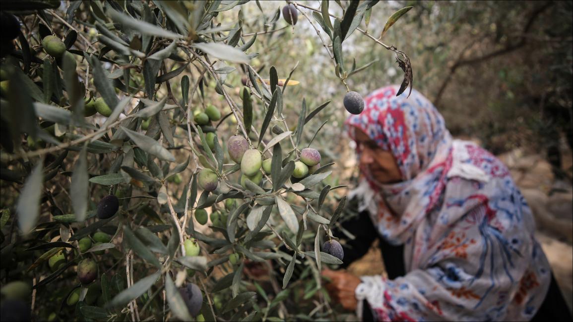 متطوعون يساندون مزارعي حدود غزة في جني الزيتون