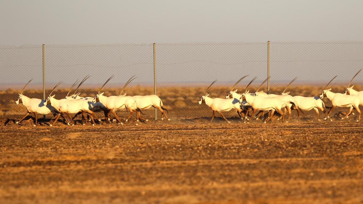 60 مها عربية تعزز محمية "الشومري" في الأردن