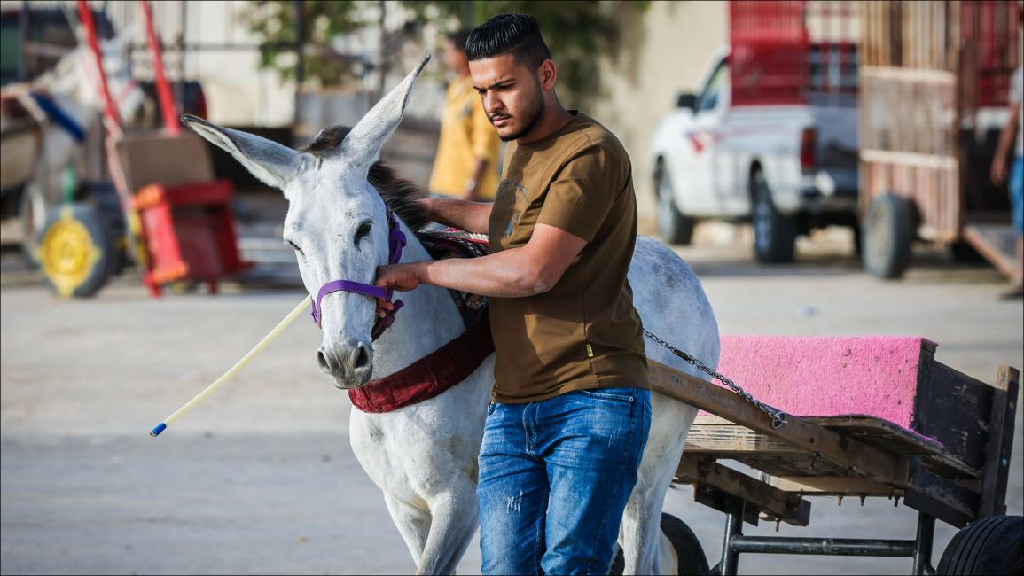 بعيداً عن هدير المحركات.. سباق للحمير والبغال في البحرين