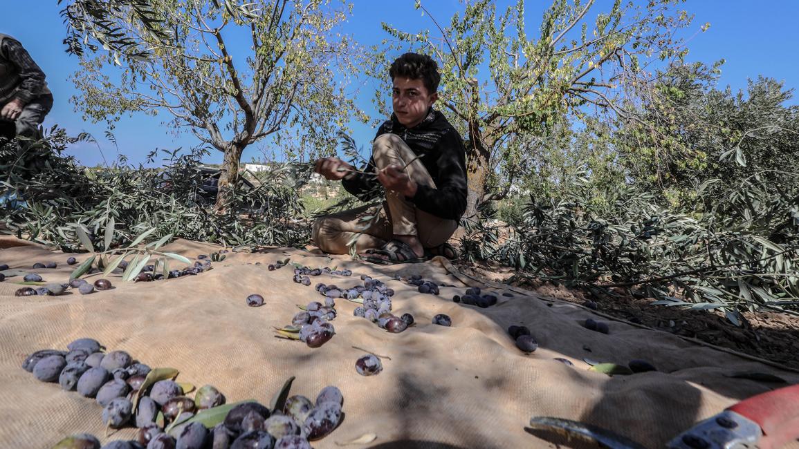 يجني المزارع بين 10 و16 كيلوغراماً من الزيتون من الشجرة الواحدة (عزالدين قاسم/الأناضول)