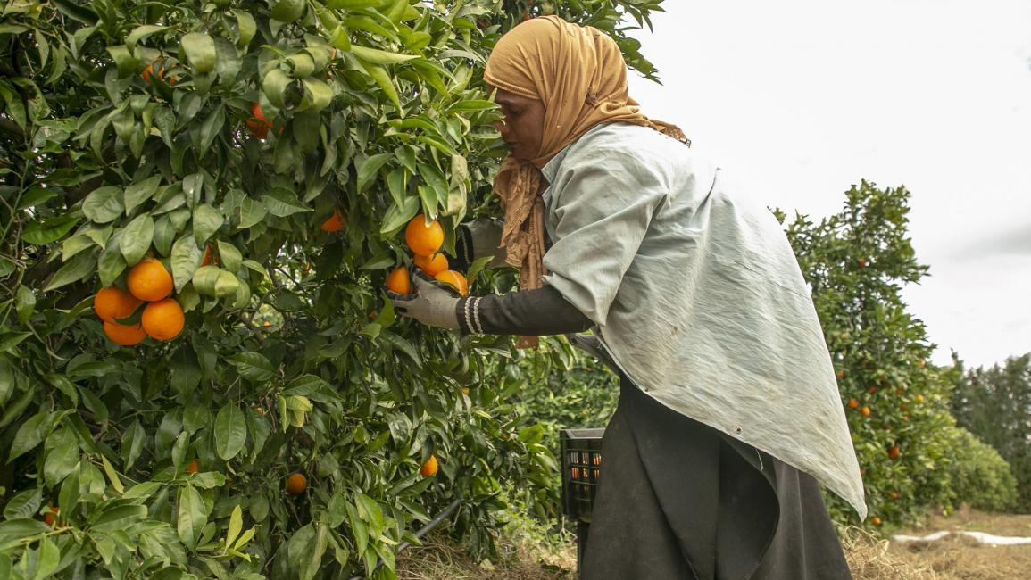 نابل.. "عاصمة البرتقال" في تونس