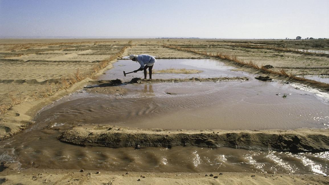 زراعة مصر (Getty)