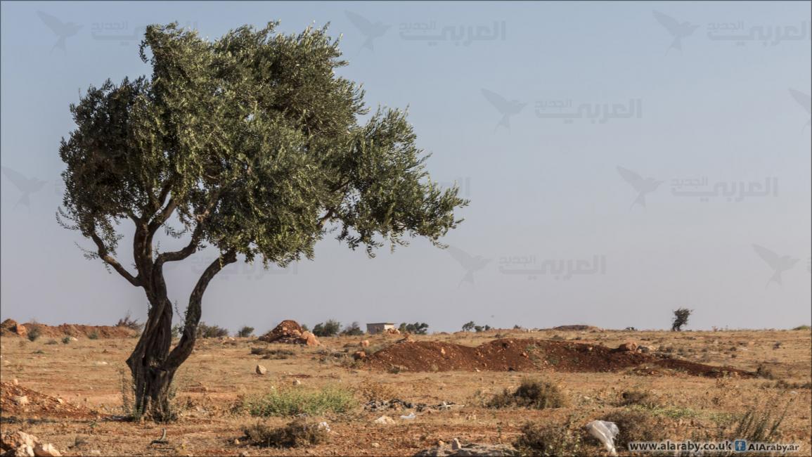 موسم قطاف الزيتون في إدلب(عامر السيد علي)