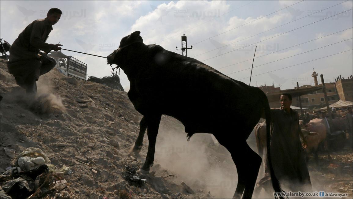 سوق المواشي بالمنوفيه