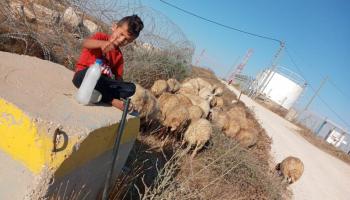 طفل فلسطيني في لصيفر - المسافر في الضفة الغربية (عثمان أبو قبيطة)