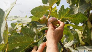 زراعة التين في نابلس (العربي الجديد)