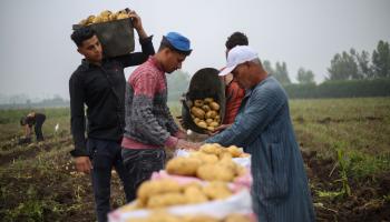 عمال الزراعة في مصر/ المنوفية في 4 مايو 2024 (Getty)