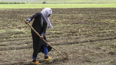 زراعة السودان، القضارف في 18 يوليو 2024 (فرانس برس)