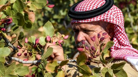 يجمع الفستق في قرية عبطين fمحافظة حلب شمال سورية، 14 أغسطس 2024 (فرانس برس)