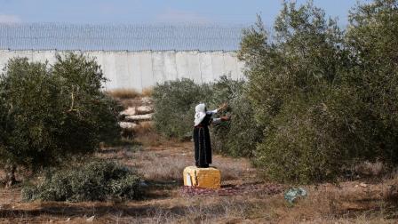 زيتون فلسطين- فرانس برس